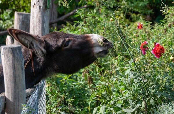 What links donkey welfare to climate change? | Credibly Green